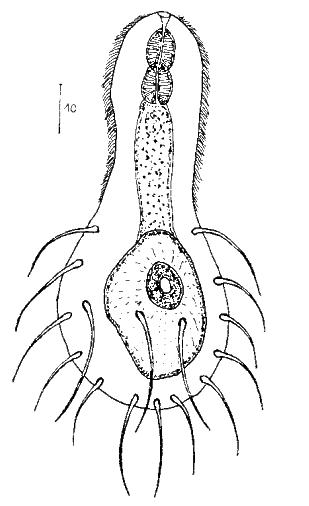 scetch