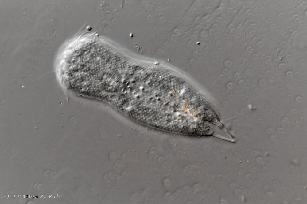 Dorsal