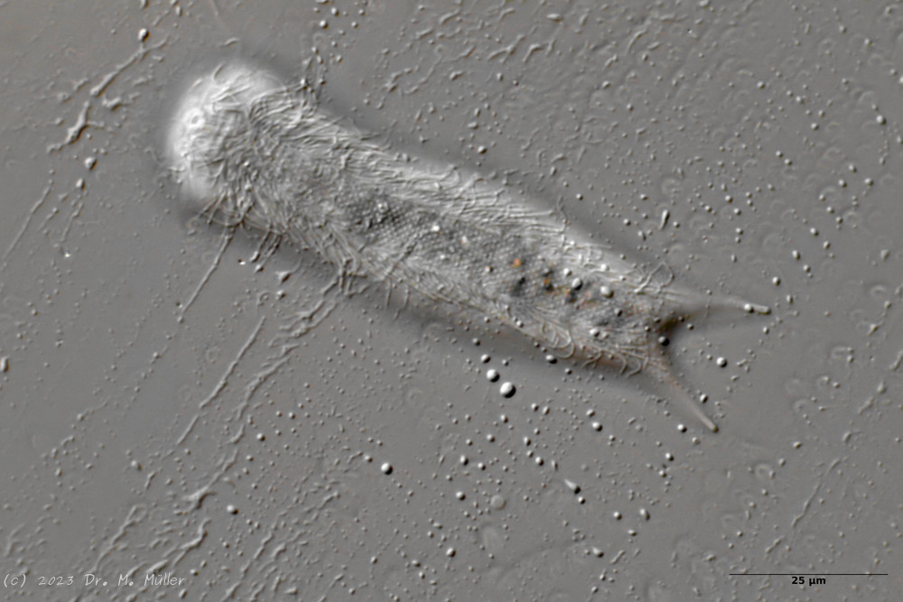 Ventral