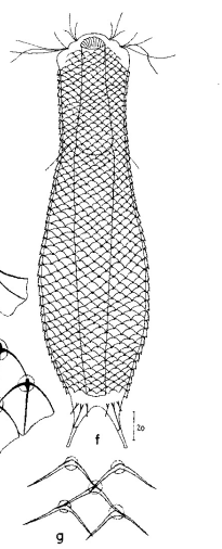 scetch