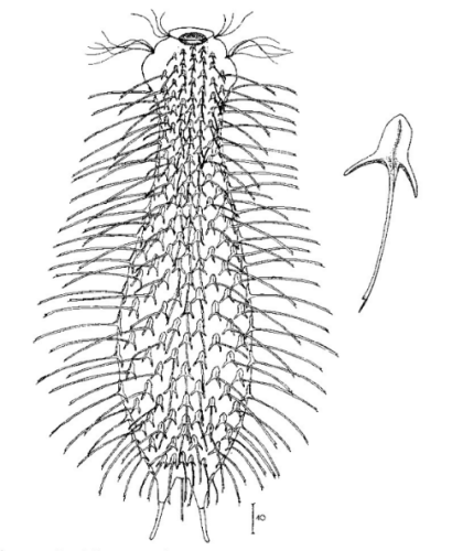 scetch