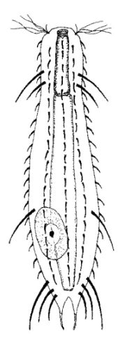 scetch