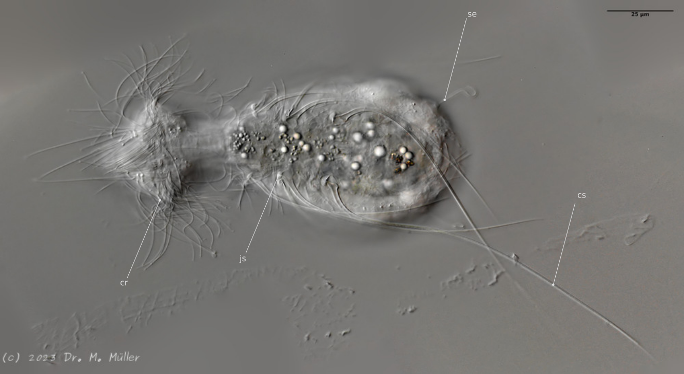 ventral