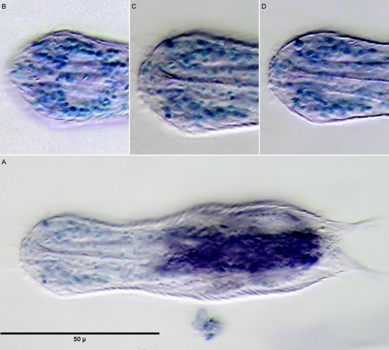 Nuclear Staining