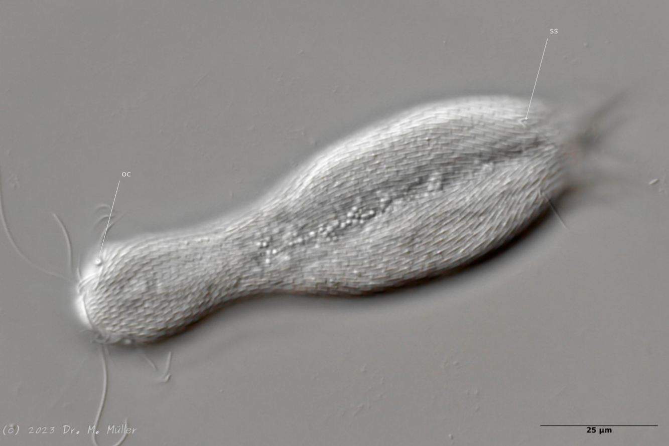 Dorsal