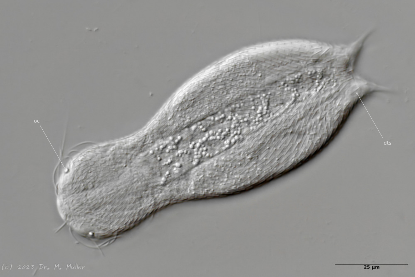 Dorsal