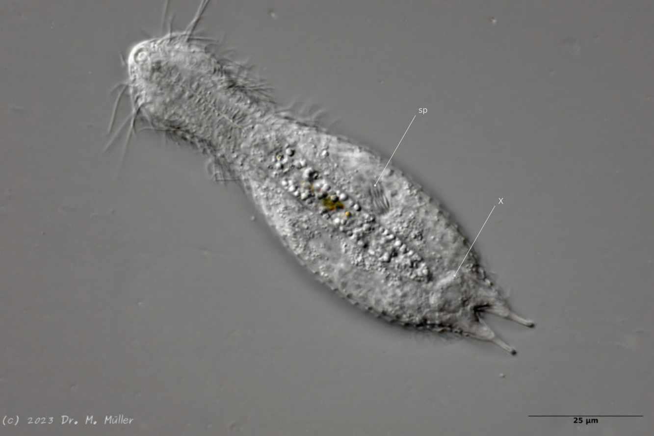 Postparthenogenetic phase