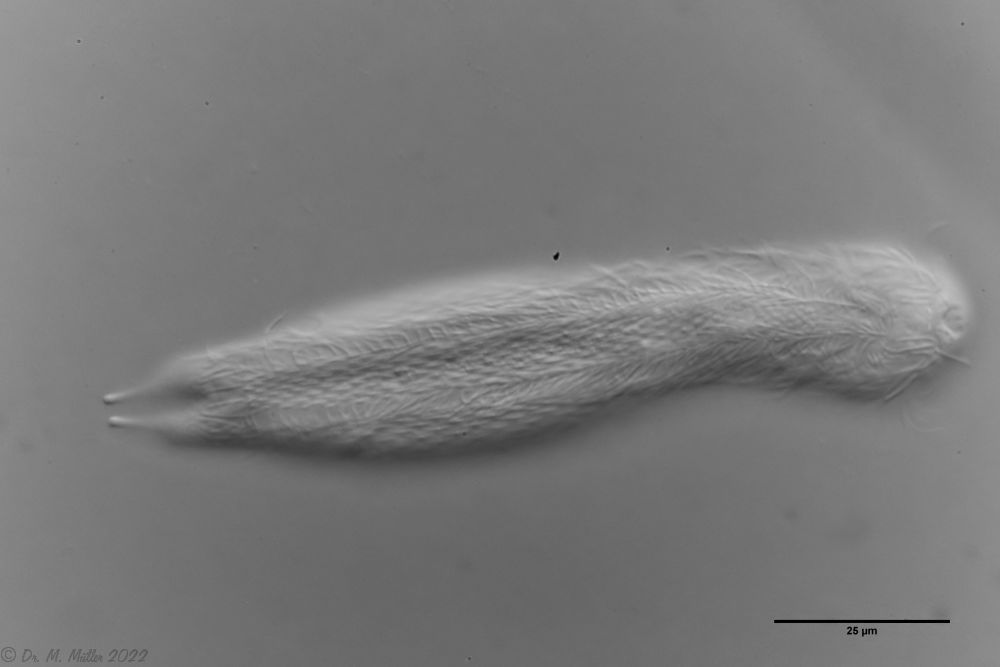 ventral