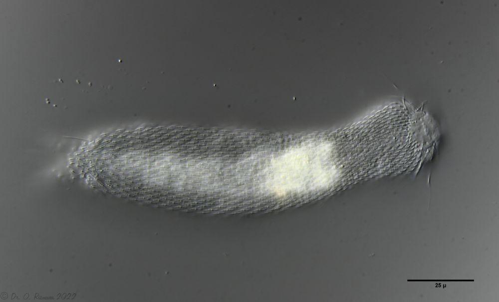 dorsal