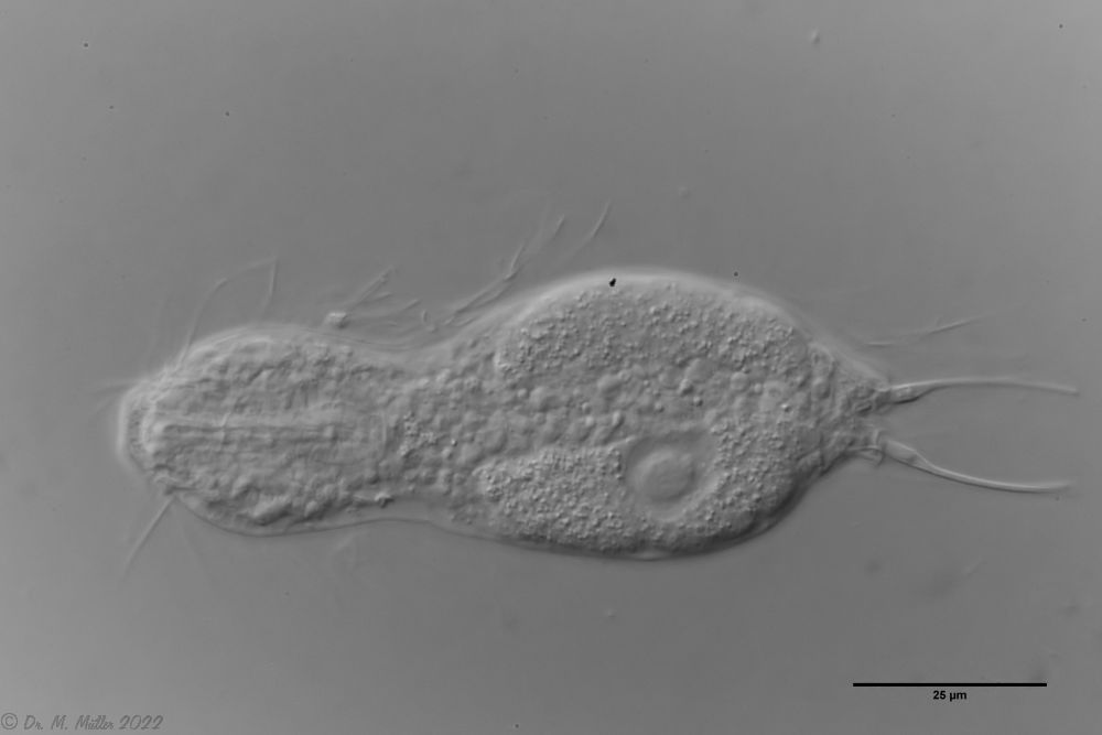 dorsal