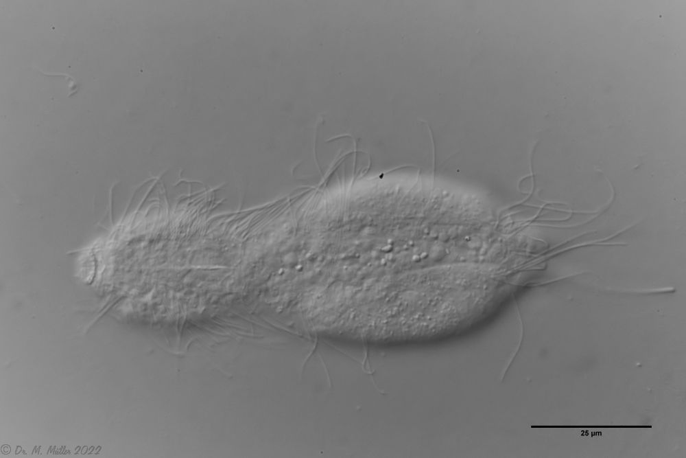 ventral