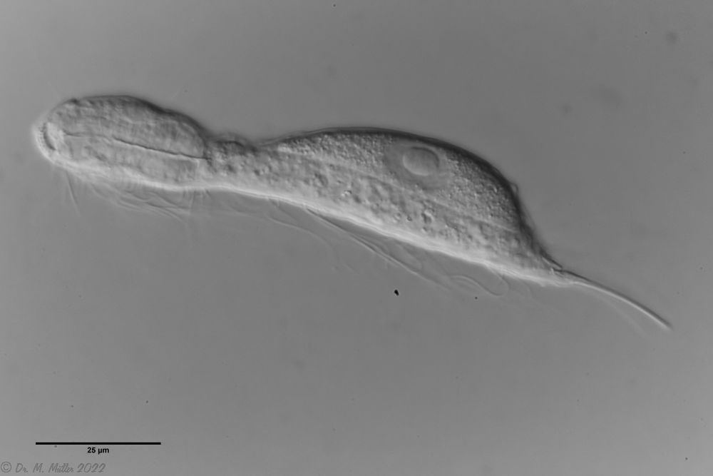 lateral