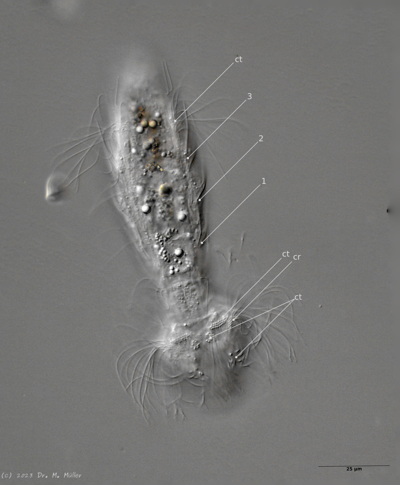 Ventral
