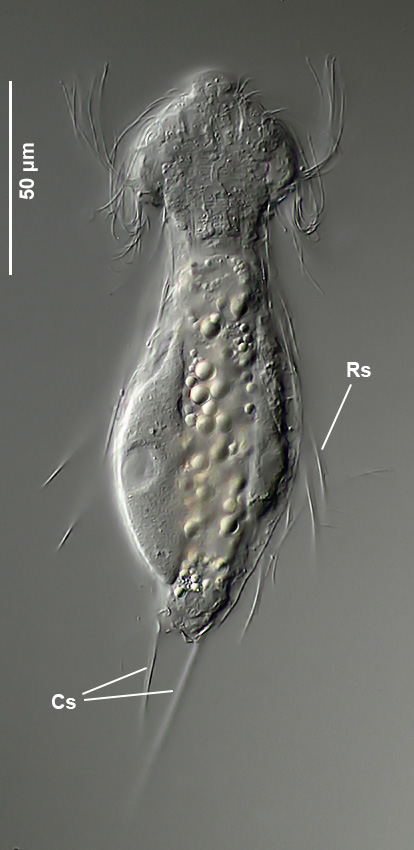 Querschnitt