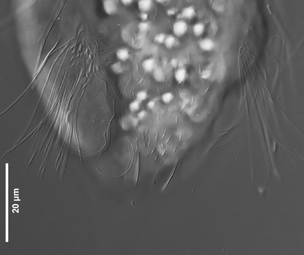 Ventral