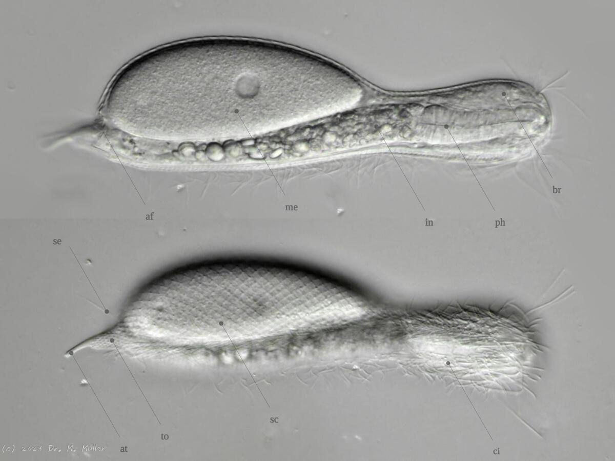 lateral