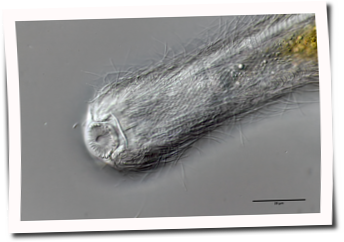 Biologie