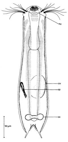 scetch
