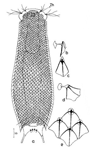 scetch