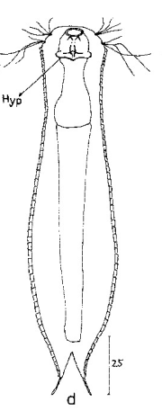 scetch