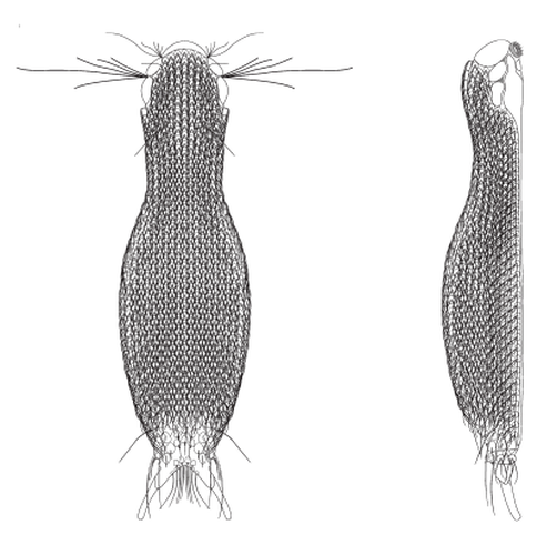 scetch