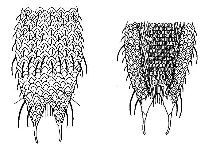 scetch