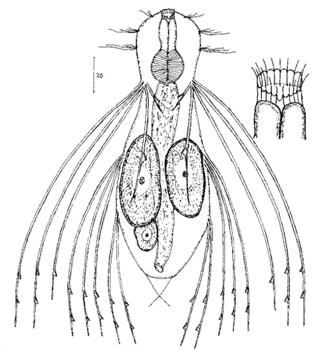 scetch