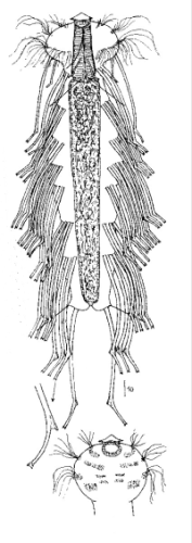 scetch
