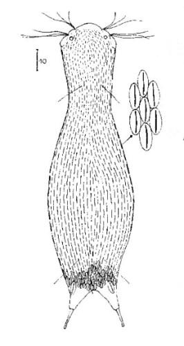 scetch