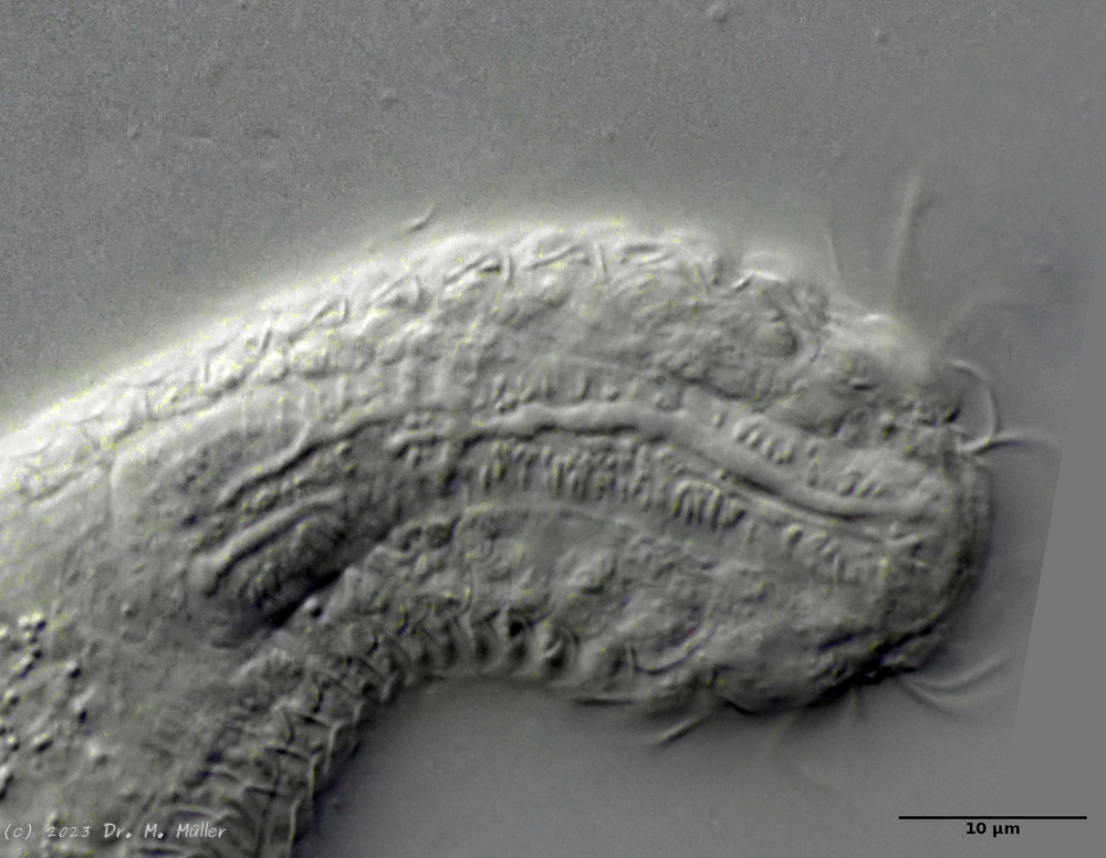 surface of pharynx