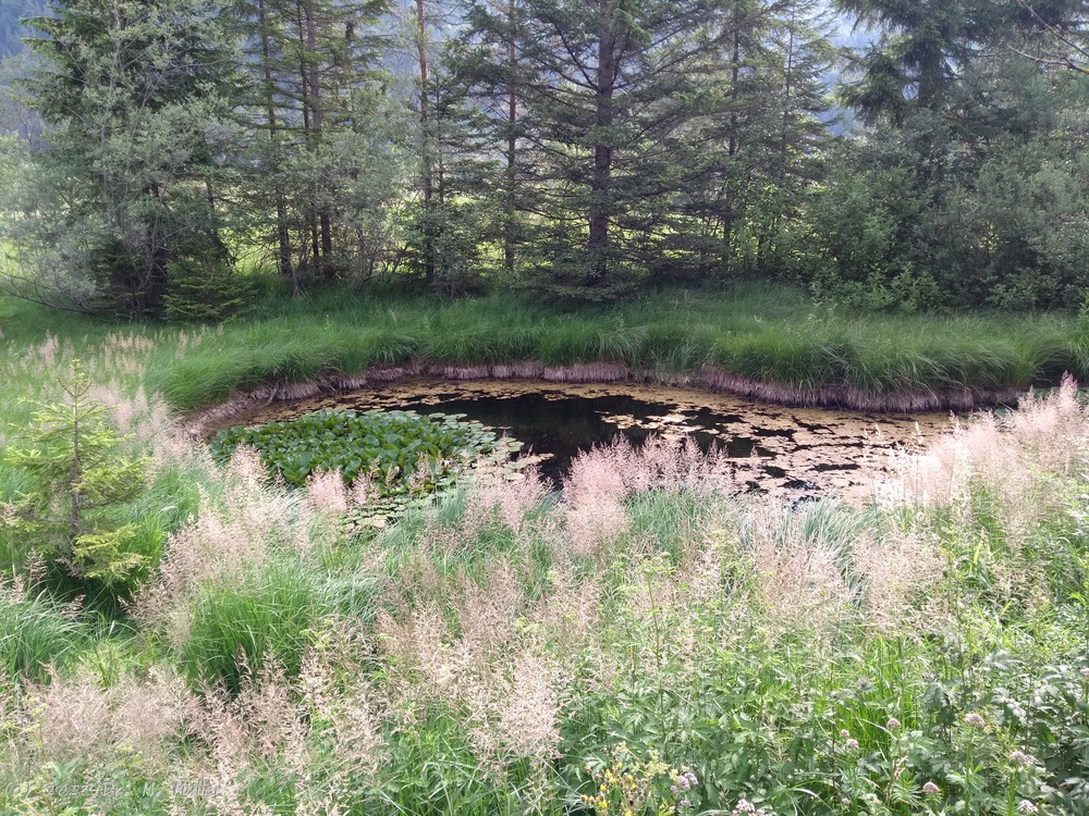 Pond Pillersee